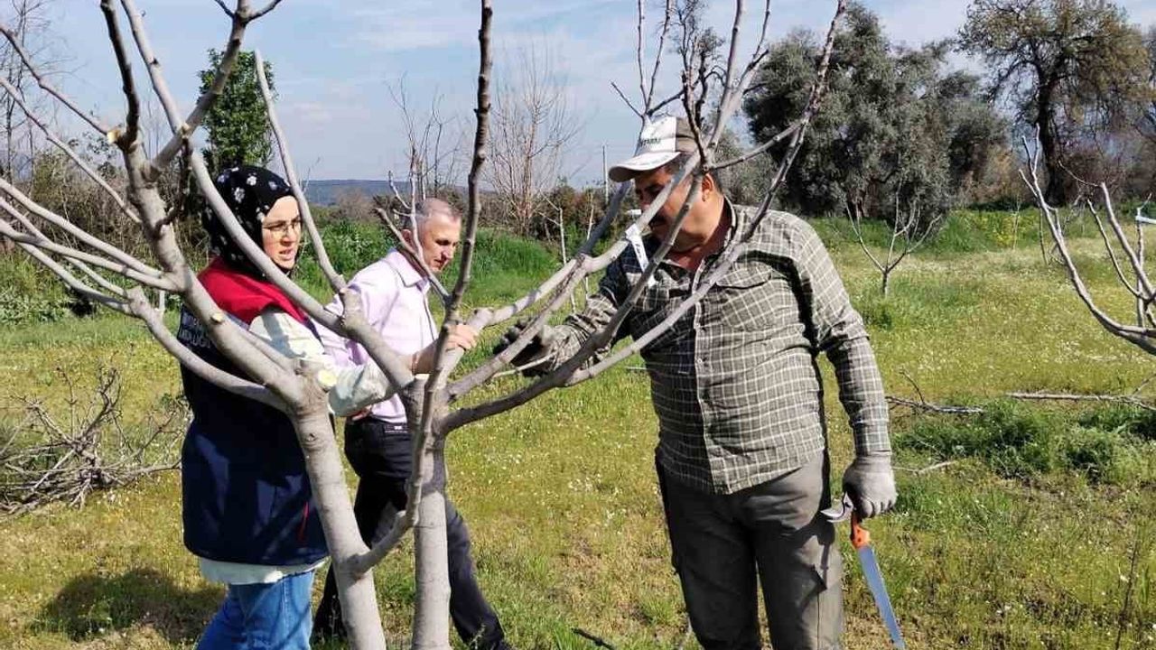 Bozdoğan'da ilek bahçesinde bakım ve budama çalışması