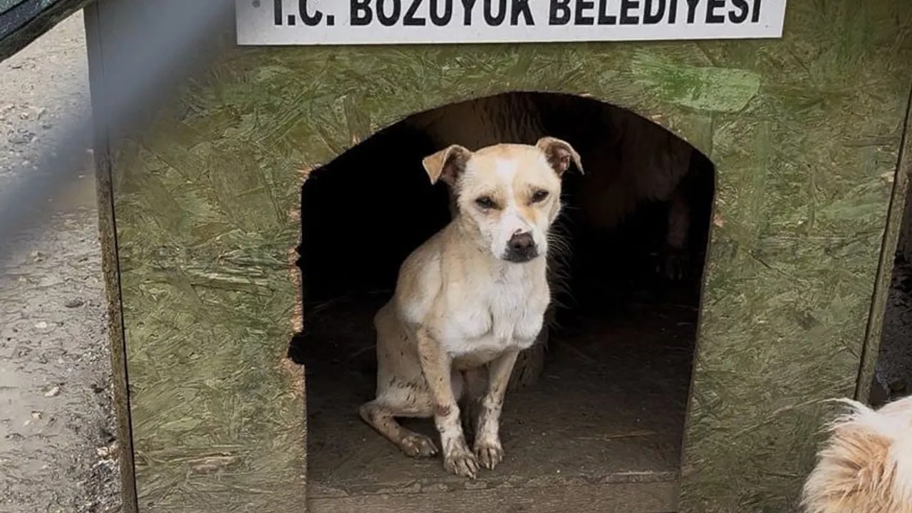 Bozüyük Doğal Yaşam Alanı'nda aç kalan köpeklerin birbirini yemesiyle ilgili inceleme başlatıldı