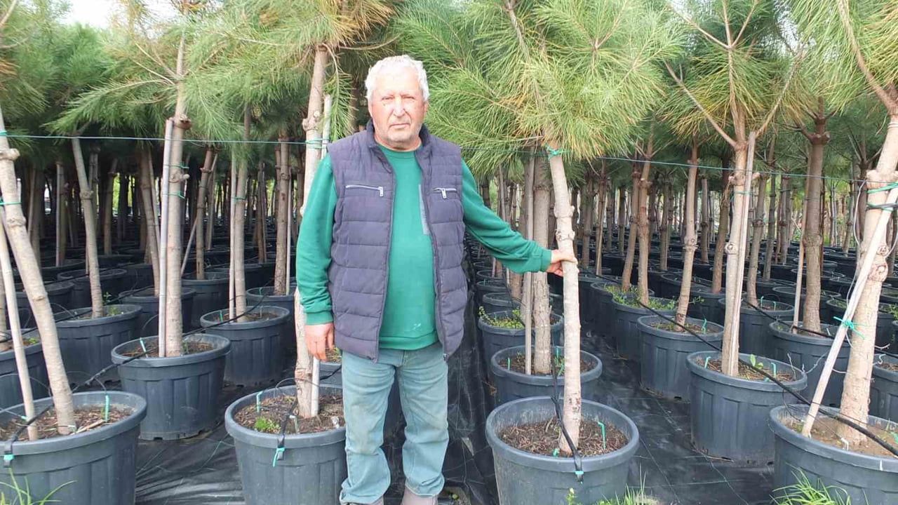 Burhaniye'de emekli banka müdürü Yunus Göç, 18 yıldır fıstık çamı üretiyor