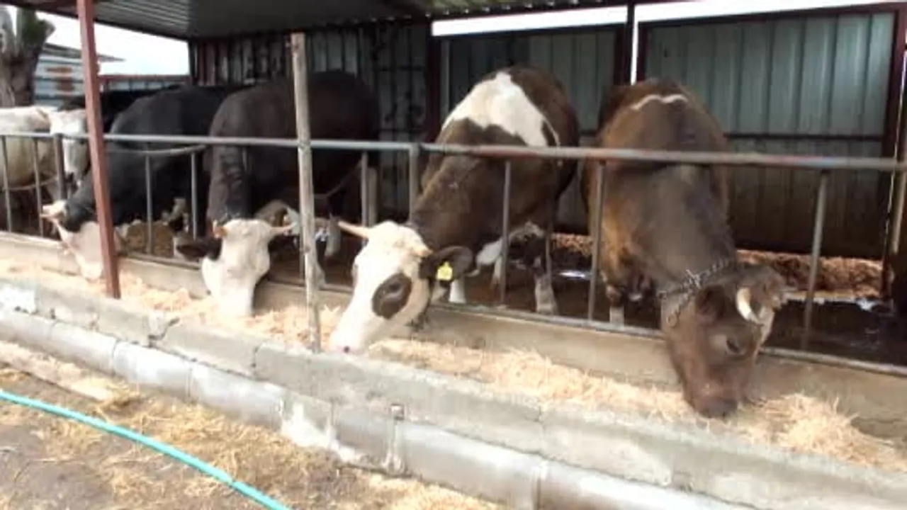 Burhaniye'de kurbanlık satışları başladı, fiyatlar geçen yıla göre yükseldi