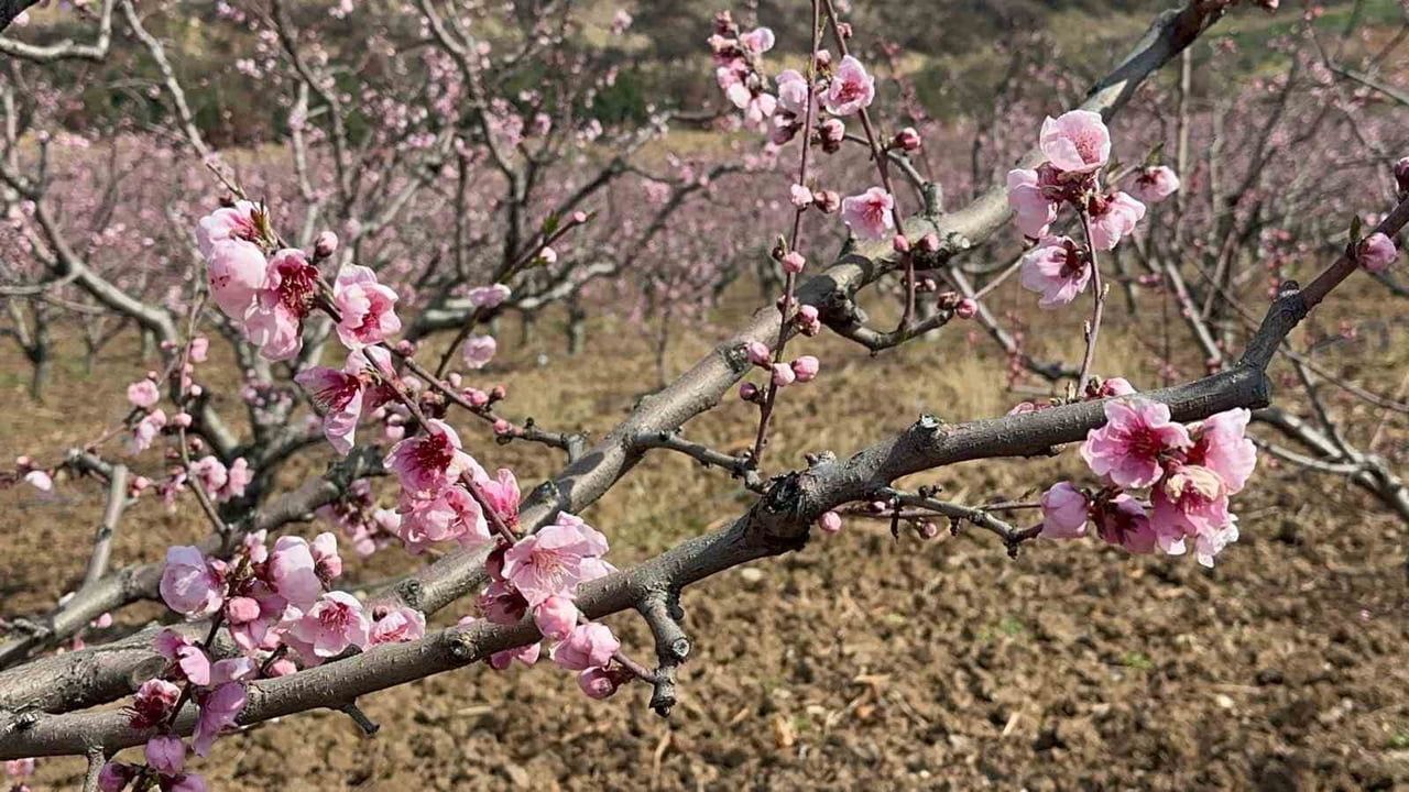Bursa'da yangından kurtulan şeftali bahçeleri pembe çiçeklerle umut veriyor