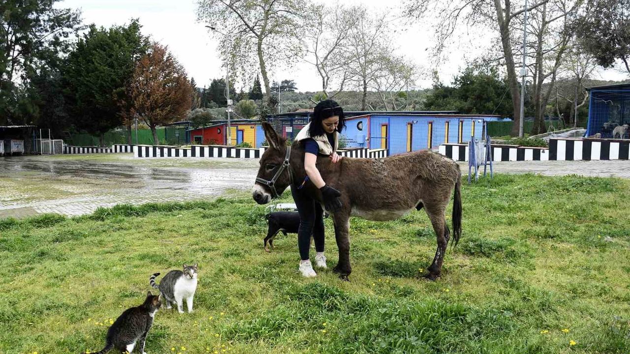 Çamurdan kurtarılan eşek 'Fıstık' Kuşadası Bakım Merkezi'nde koruma altına alındı
