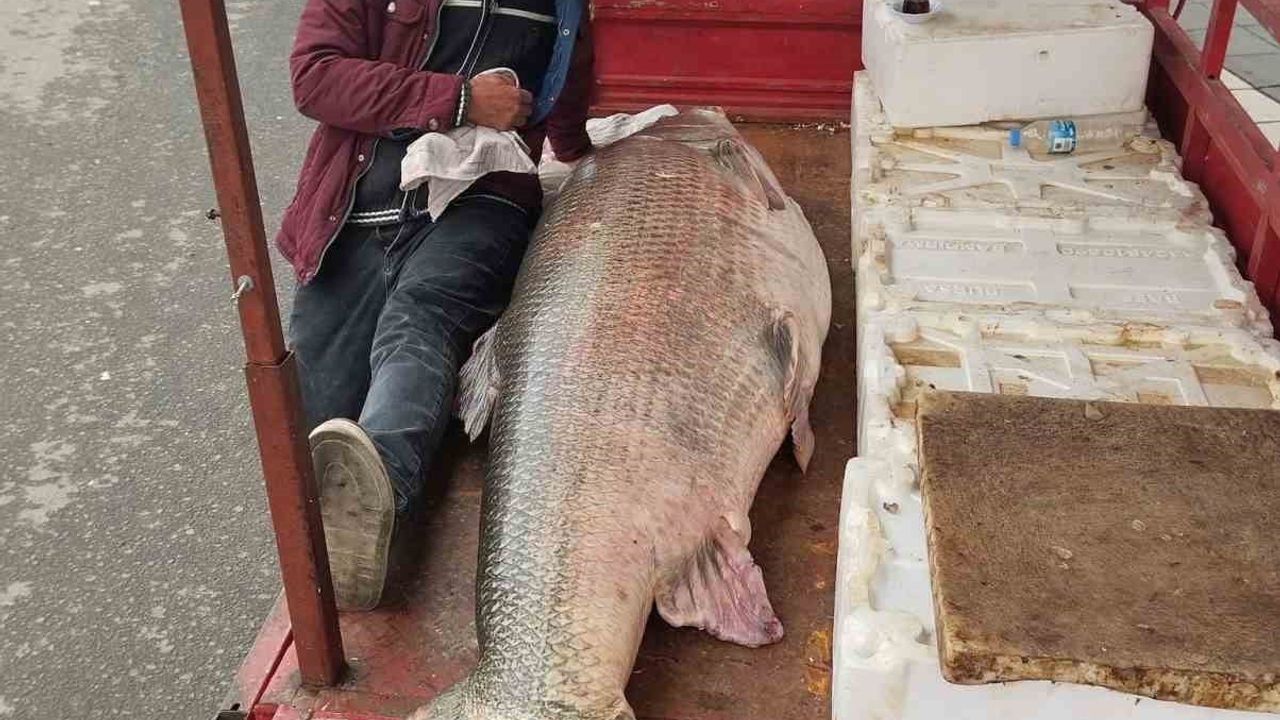 Çermik'te Fırat Nehri'nde yakalanan 120 kiloluk turna balığı kilosu 350 liradan satıldı