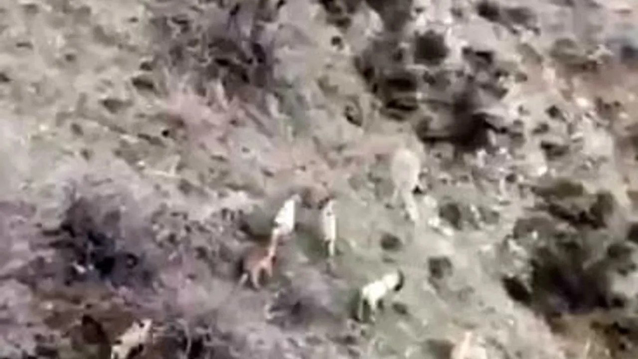 Çüngüş'te dağ keçileri sürü halinde görüntülendi
