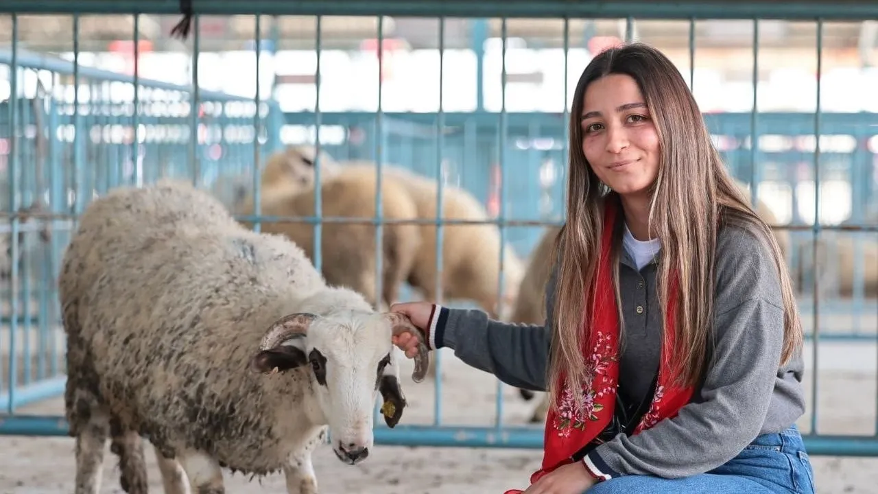 Denizli Büyükşehir'den 572 üreticiye 1.182 damızlık koyun ve koç desteği