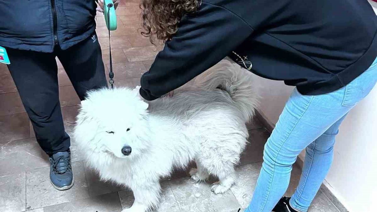 Didim'de Kedi ve Köpeklerde Kuduz Aşılama Çalışmaları Sürüyor