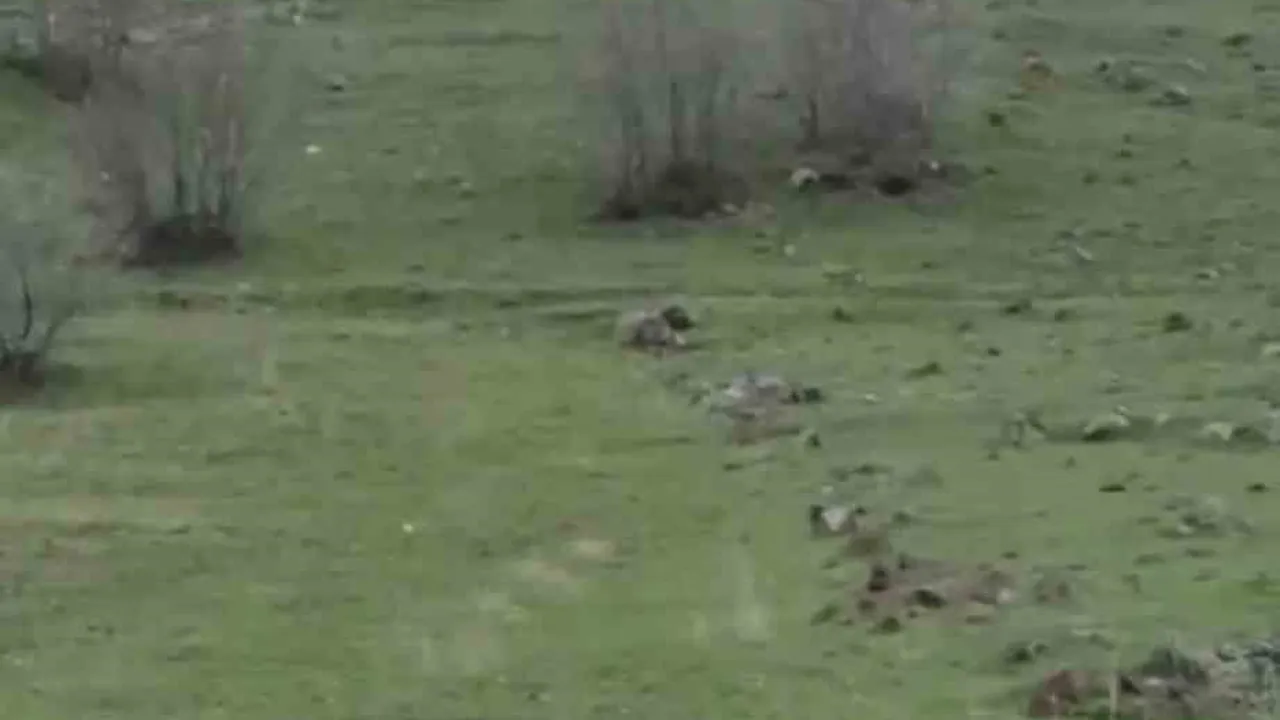 Diyarbakır Çermik’te 9 Kurttan Oluşan Sürü Cep Telefonuyla Görüntülendi