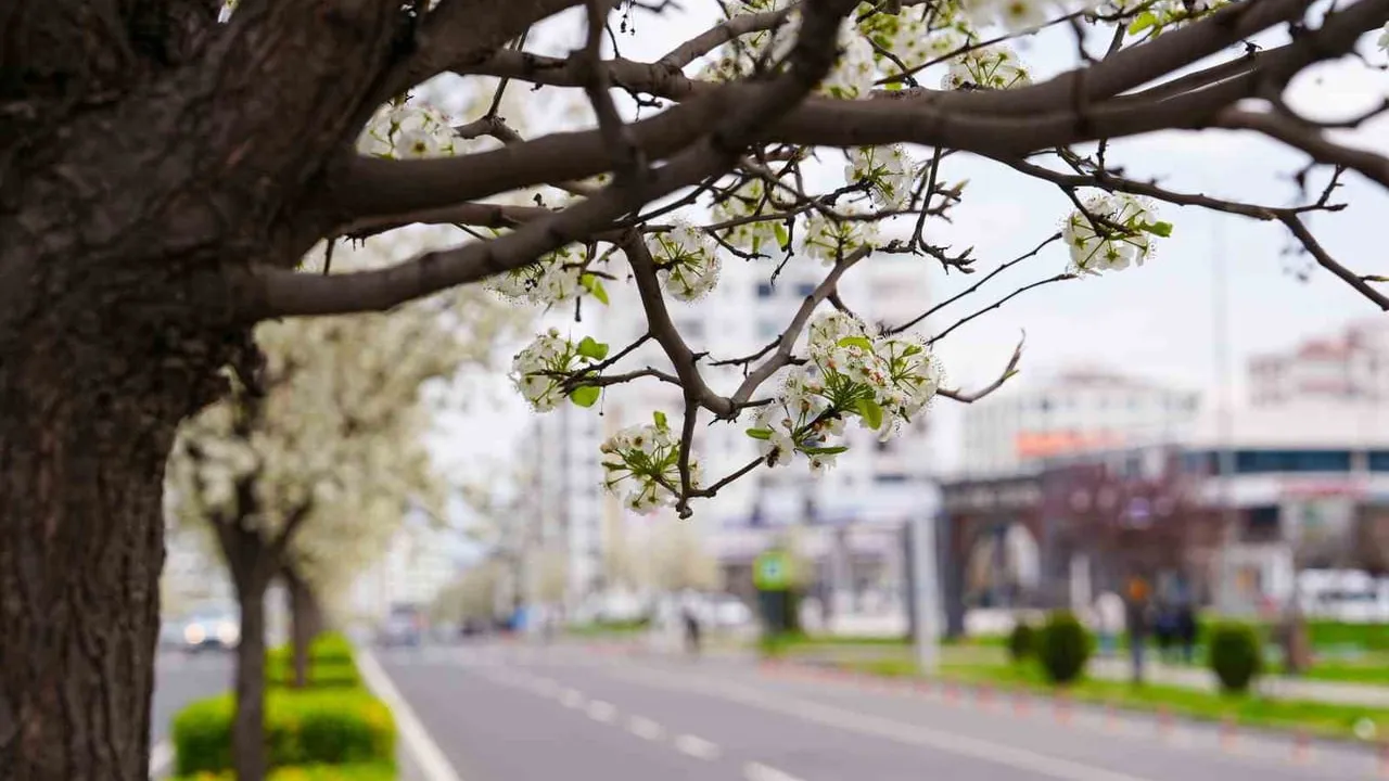 Diyarbakır'da Bulvarlar Süs Armutlarıyla Görsel Dönüşüm