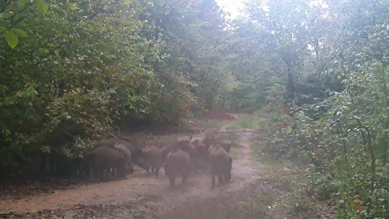 Düzce Kaynaşlı'da fotokapanla yaban hayatını izliyor