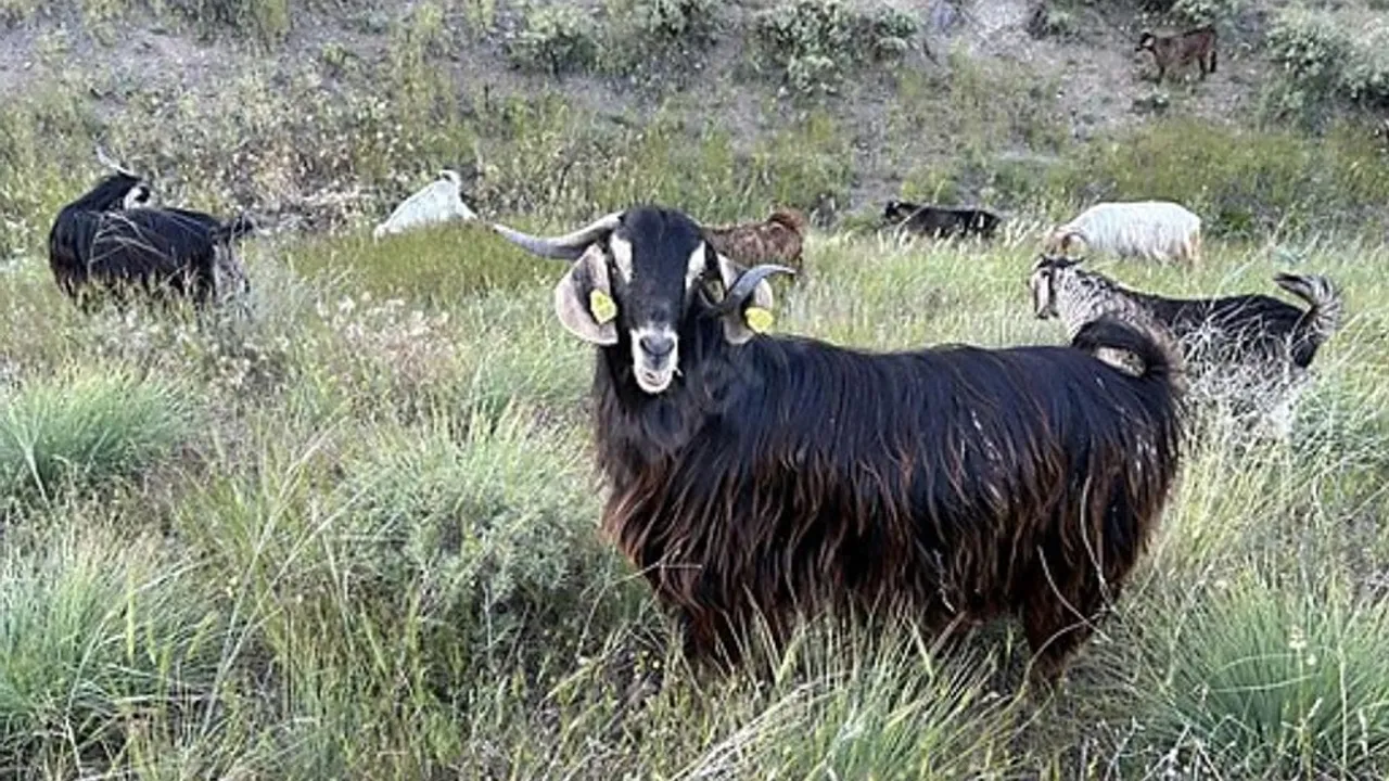 Edirne'de bruselloz vakası: Keçiler karantinaya alındı, kontroller sıkılaştırıldı