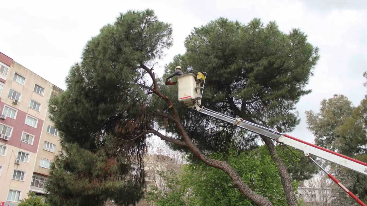 Efeler'de iki çam ağacı yağış sonrası yan yattı, ekipler devrilmeden budadı