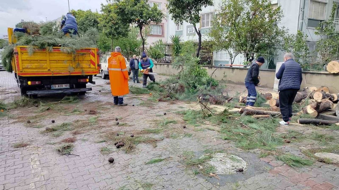 Efeler'de sağanak sonucu devrilen ağaç park halindeki araca zarar verdi