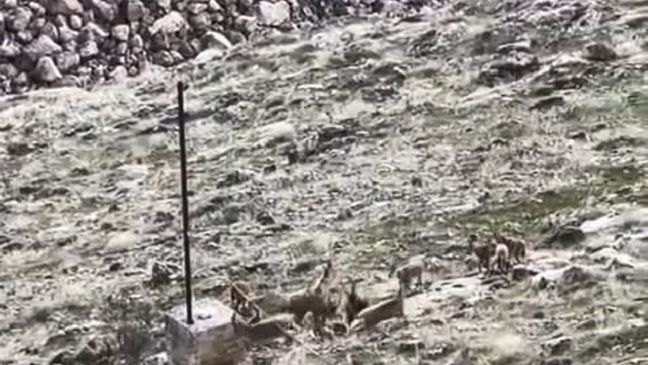 Elazığ'da Keban Barajı Sahasında Sürü Halinde Dağ Keçileri Görüldü