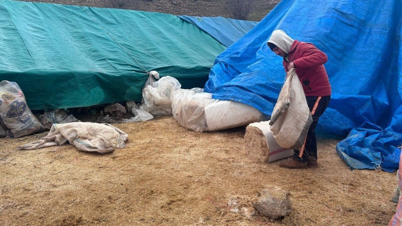 Erzincan'da baharla birlikte koyun-kuzu buluşmaları renkli görüntüler sundu