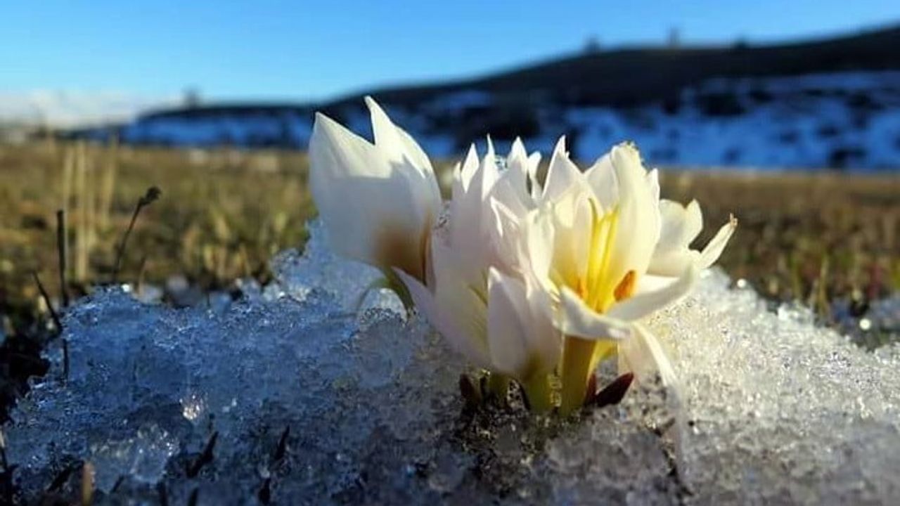 Erzincan’da kardelenler baharın gelişini müjdeliyor