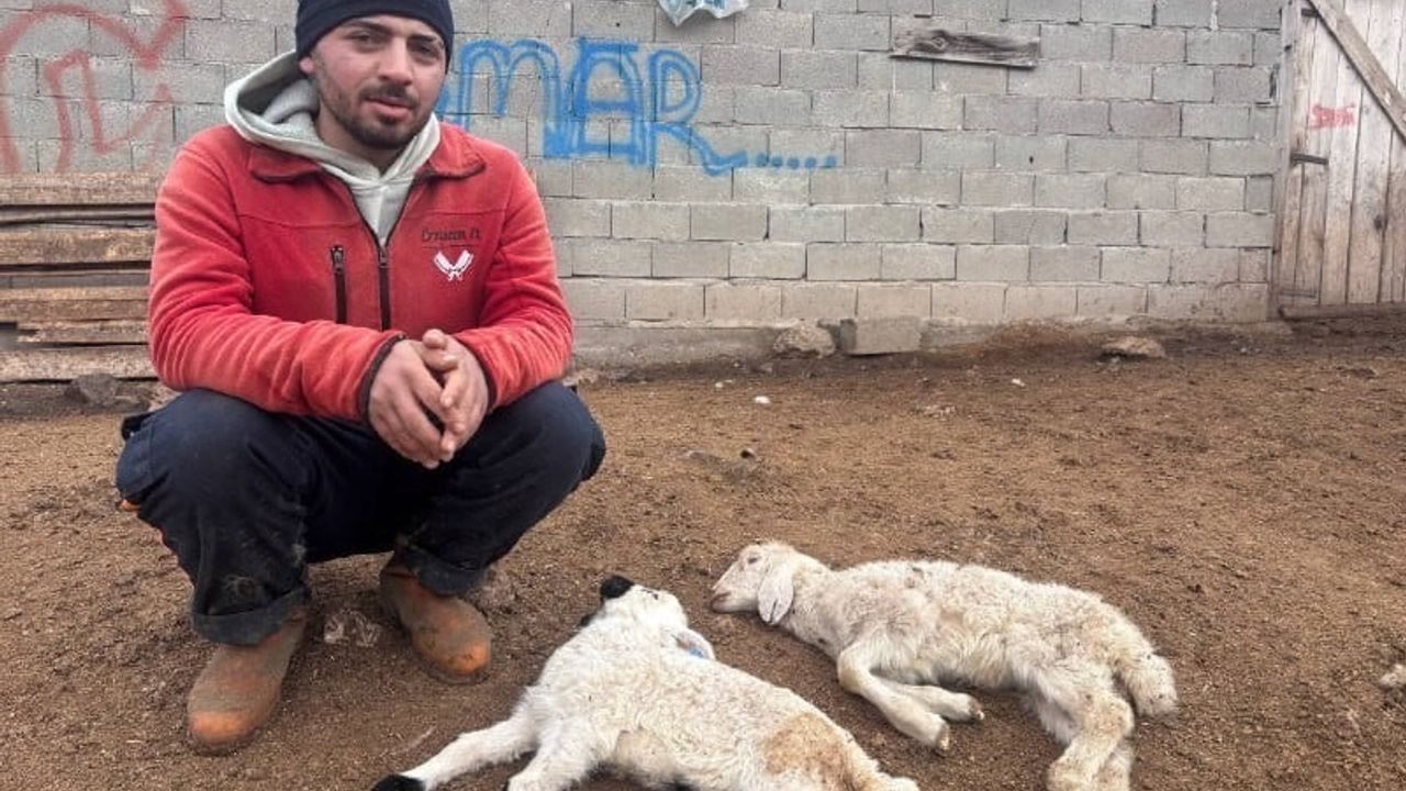 Erzincan'da Kuzu Ölümleri: Laboratuvar Analizleri E. coli Kaynaklı 'Kuzu Septisemisi' Olduğunu Gösterdi