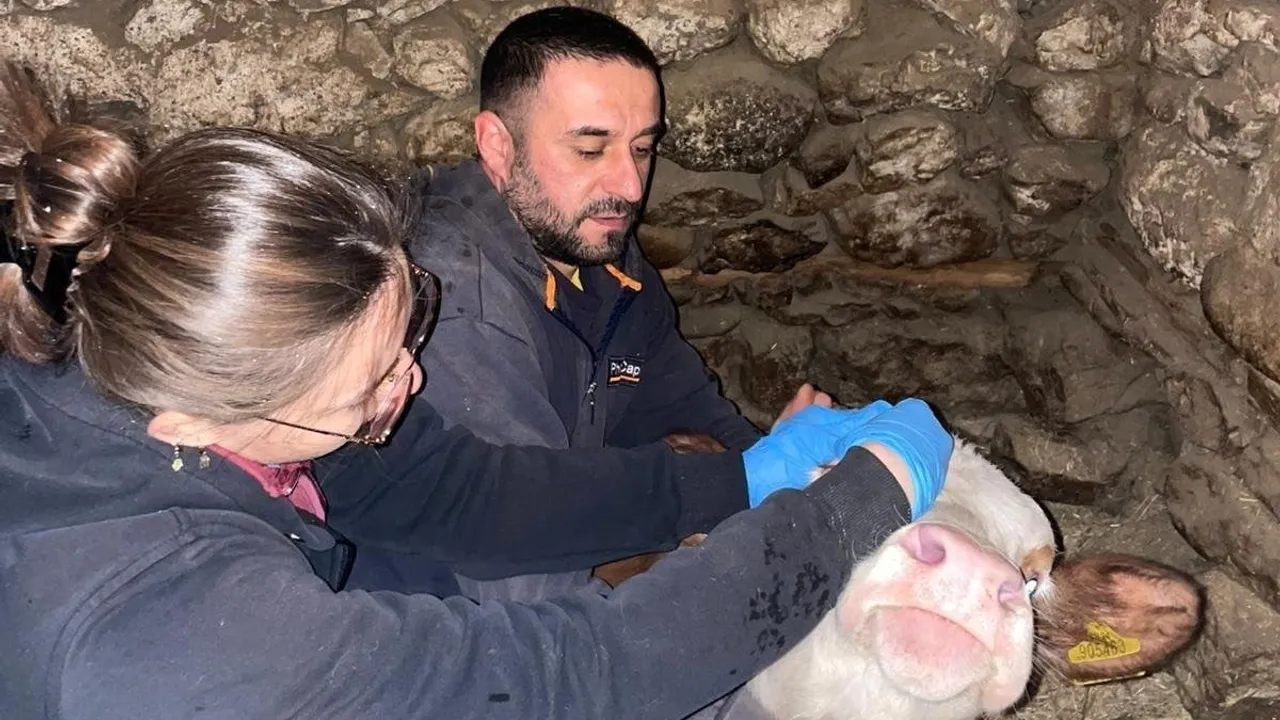 Erzincan Refahiye'de Hayvan Sağlığı İçin Aşı ve Küpeleme Çalışmaları Sürüyor