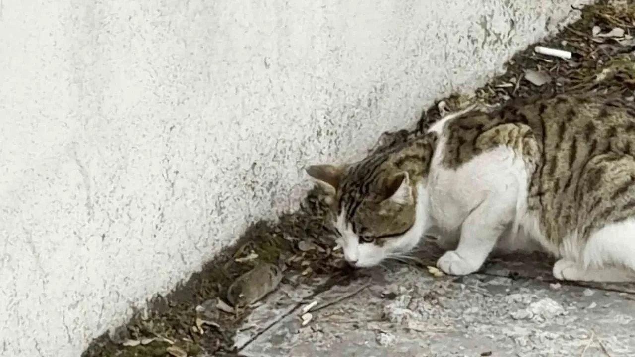 Erzurum'da Fare Kediden Kaçmak İçin Ölü Taklidi Yaptı