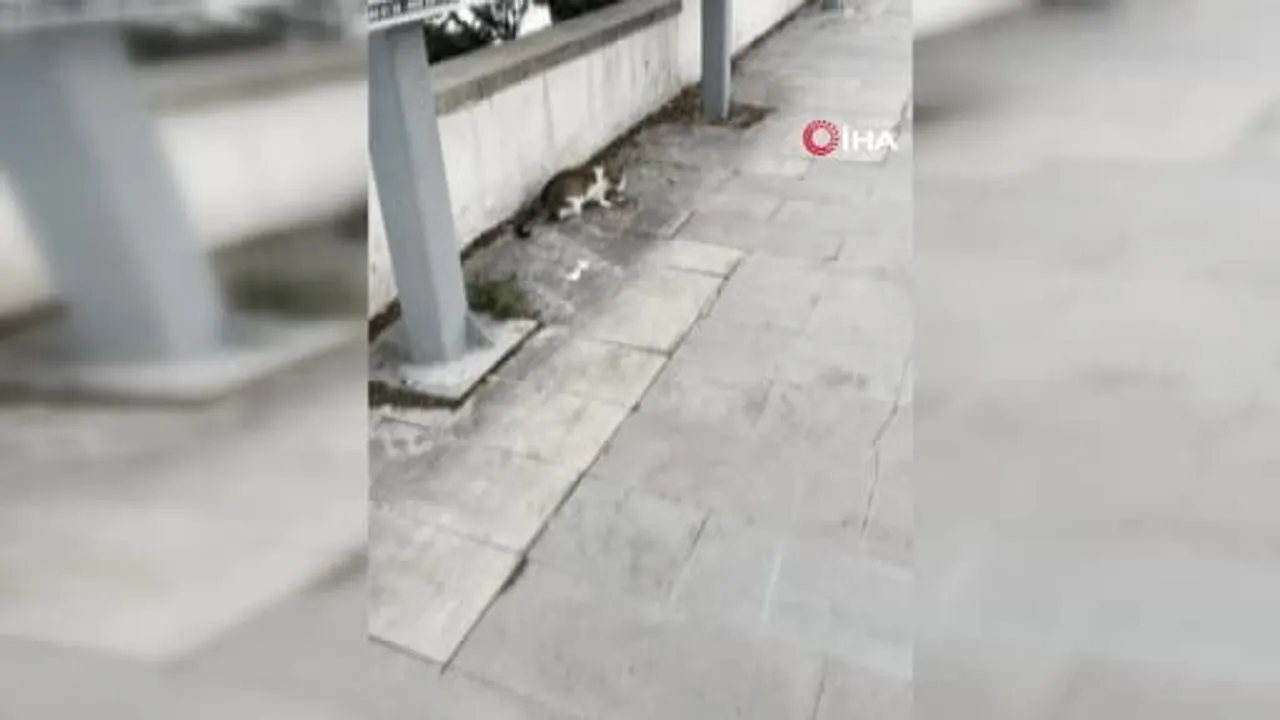 Erzurum'da fare kediden kurtulmak için ölü taklidi yaptı