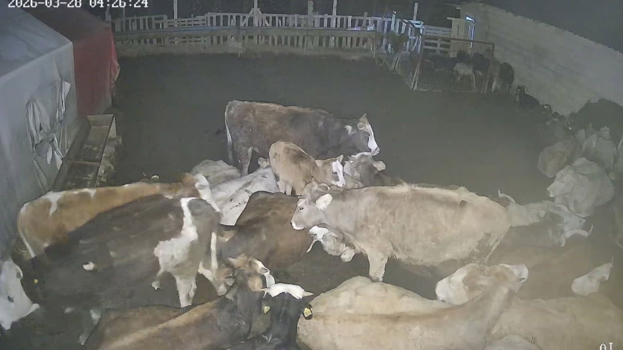 Evren'de kurt sürüsü çiftliğe girip küçükbaşları telef etti; büyükbaşlar sürüyü savundu