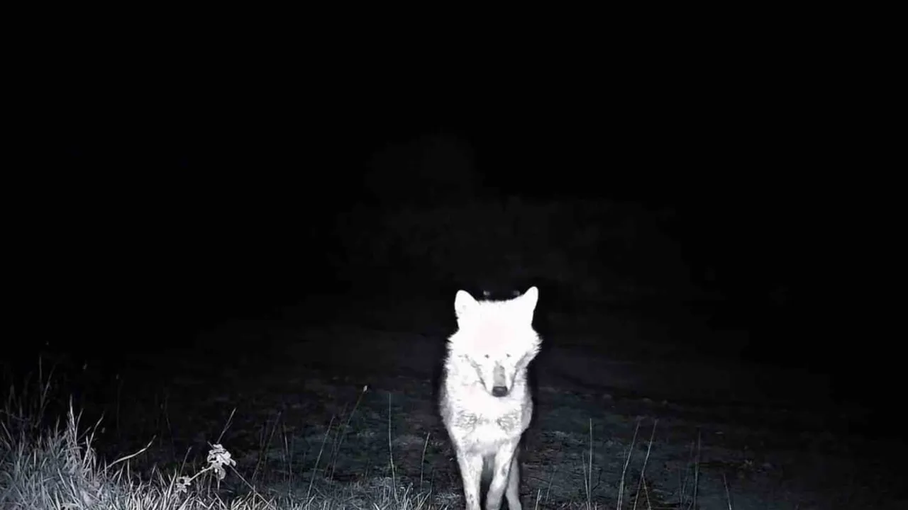 Ganos Dağları'nda fotokapanlar yaban hayatını belgeledi: kurt, çakal, karaca ve yaban kedisi görüntülendi