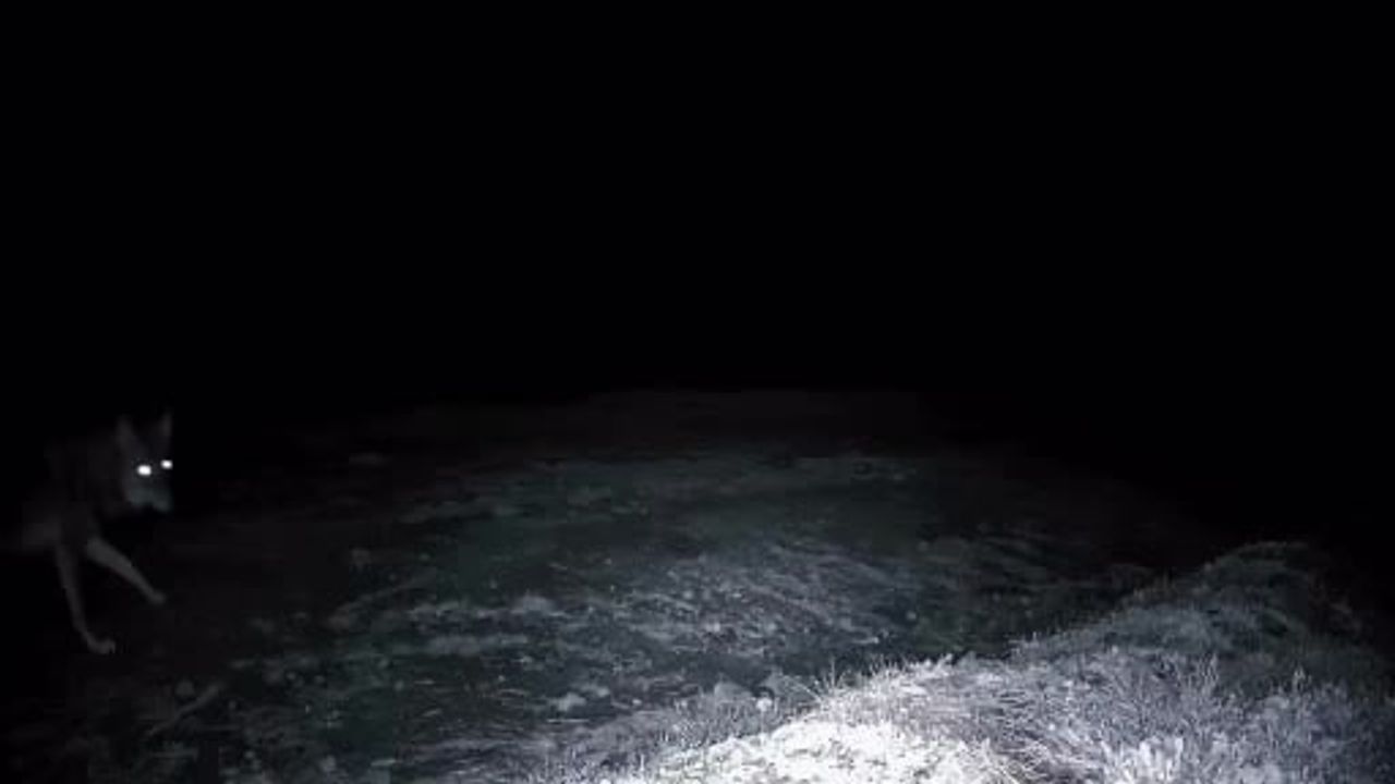 Ganos Dağları'nda fotokapanlarla yaban hayatı kayıt altına alındı