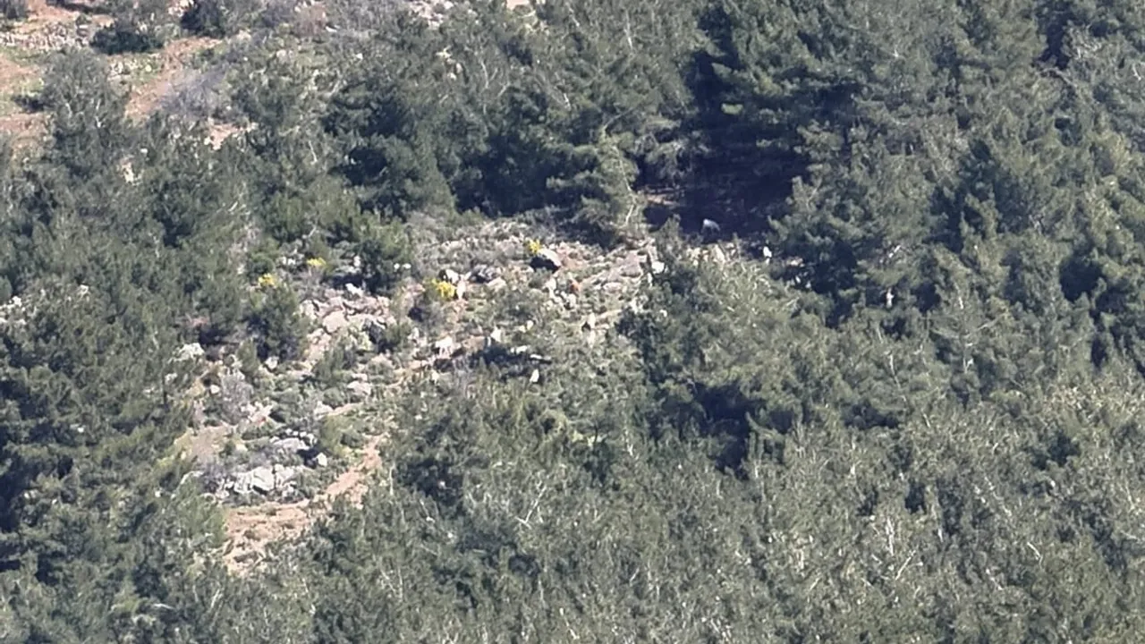 Gömeç'te kaybolan 50 küçükbaş hayvan dron destekli aramayla bulundu