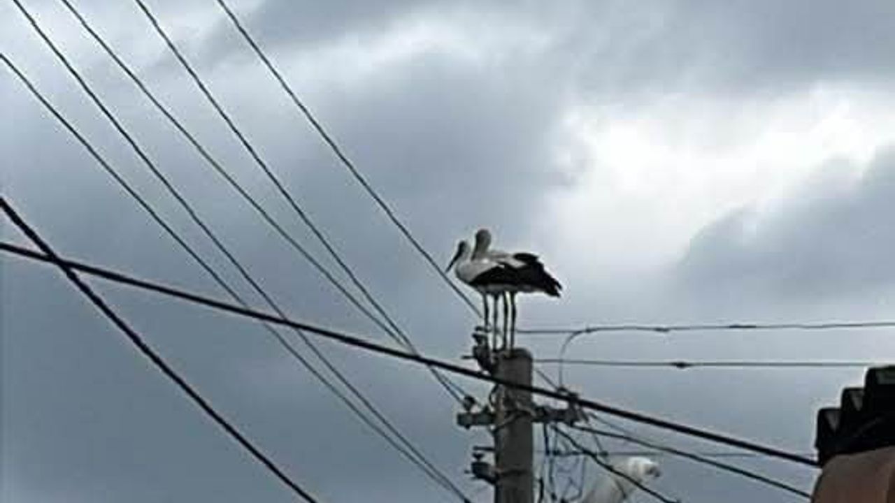 Gönen Dereköy'de leylek yapay yuvayı reddetti; eski yerine dönmek istiyor
