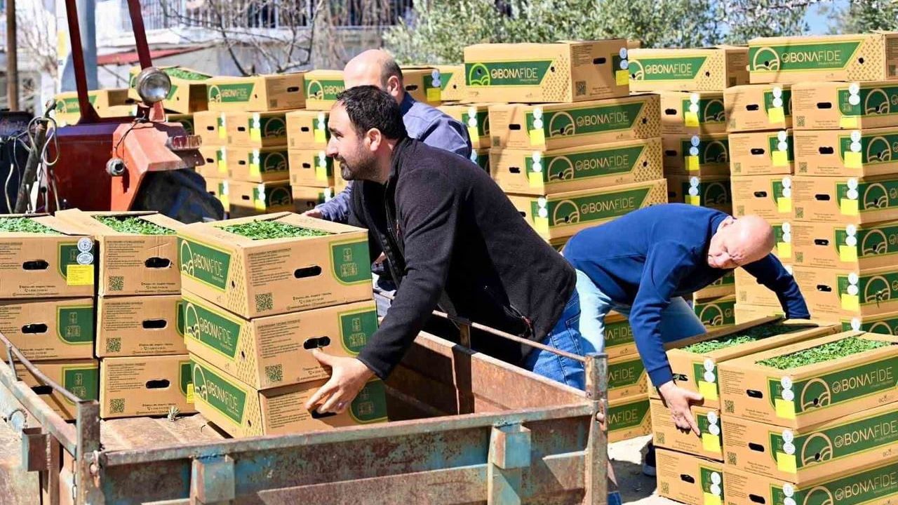 Gördes Çiğiller Mahallesi'ne 73 bin domates fidesi yüzde 75 hibeyle verildi