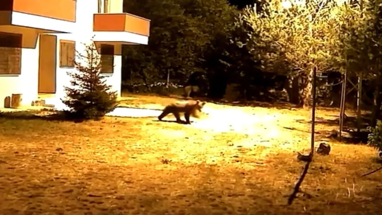 Gümüşhane Söğütağıl'da Bahçeye Giren İki Ayı Alarmı İhmal Etti