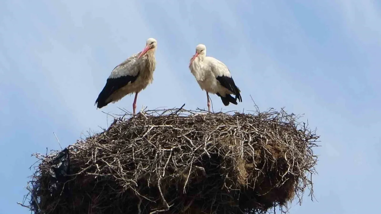 Hasköy’de 18 Leylek Yuvası Ortanca–Büvetli Güzergahında Yeniden Dolduruldu