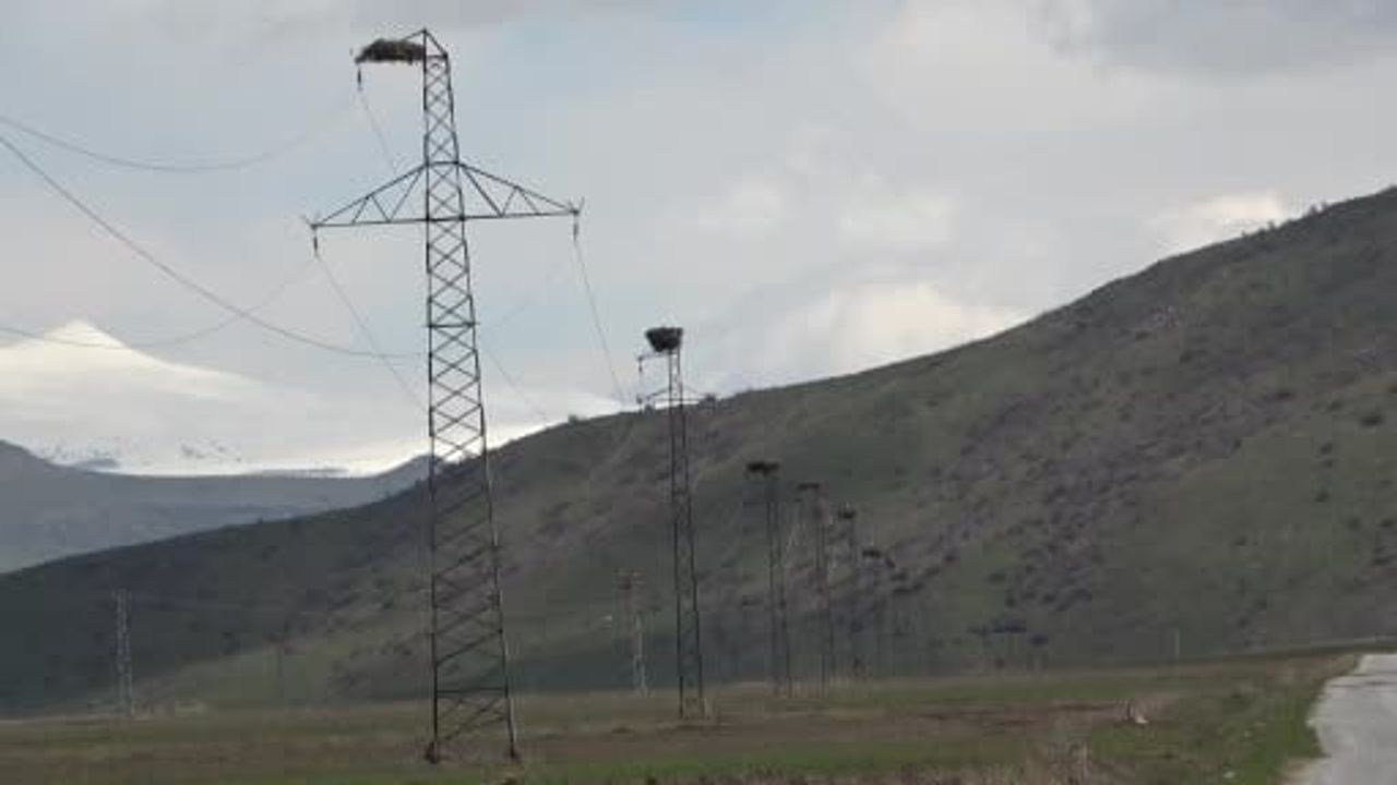 Hasköy'de Ortanca-Büvetli Güzergahında 18 Leylek Yuvası Yeniden Canlandı