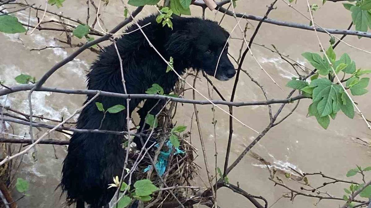 Hatay Dörtyol'da dereye düşen köpek itfaiye ekipleri tarafından kurtarıldı