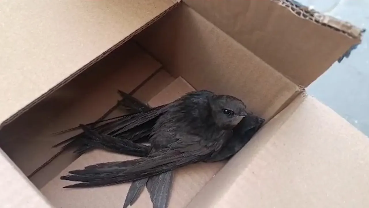 Hatay İskenderun'da göç yolunda bitkin düşen 2 Ebabil kuşu polis tarafından koruma altına alındı