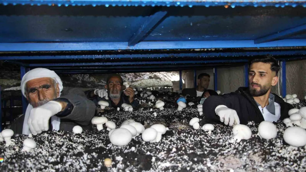 İdil'de 2 bin yıllık mağarada organik mantar üretimi: Aylık 3 ton kapasite