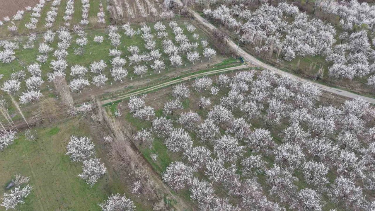 Iğdır’da kayısı ağaçları çiçek açtı: Ova beyaza büründü, üreticiler bereket umudu besliyor