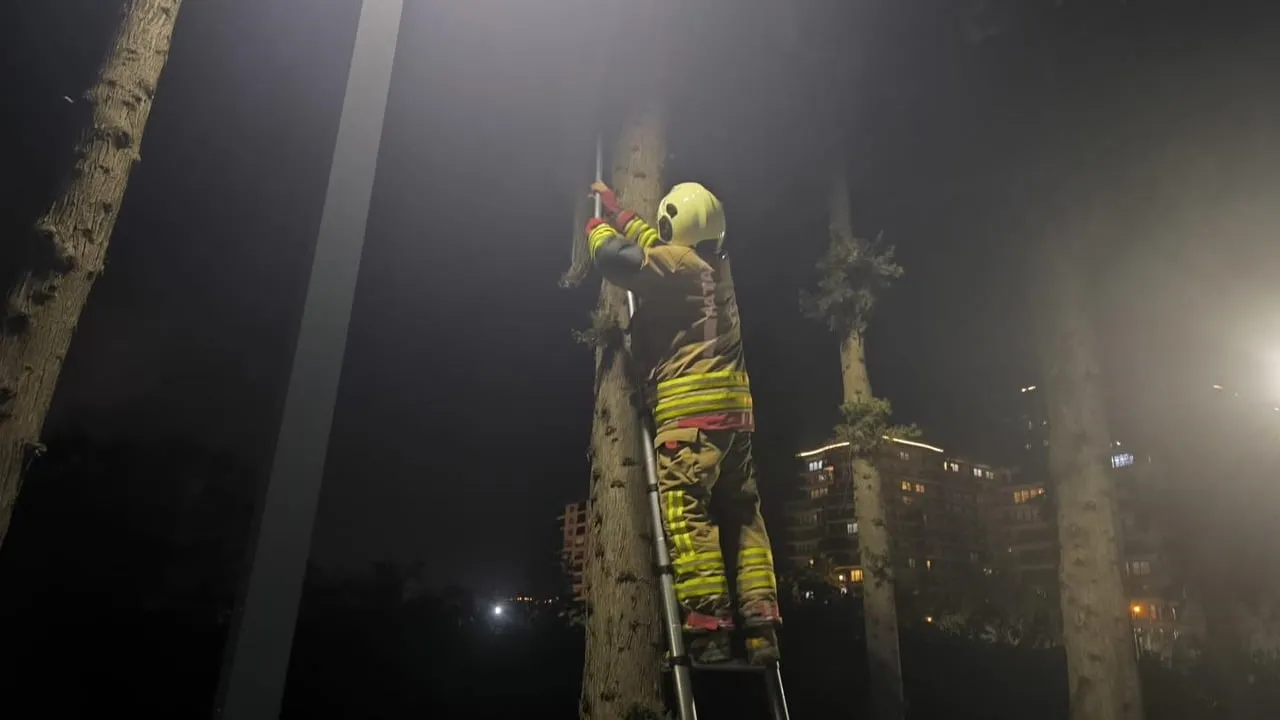 İskenderun’da ağaçta mahsur kalan kedi itfaiye ekipleri tarafından kurtarıldı