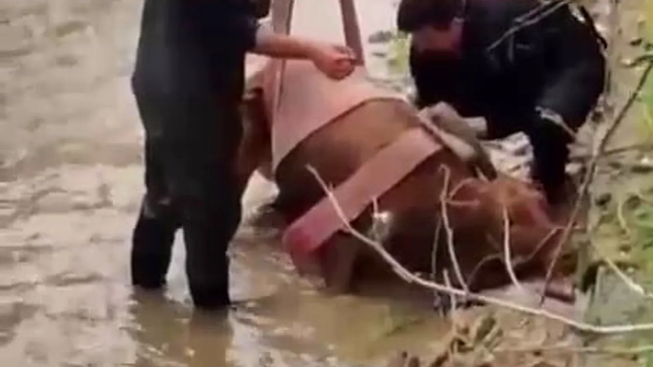 Kahramanmaraş'ta sulama kanalına düşen inek itfaiye tarafından kurtarıldı