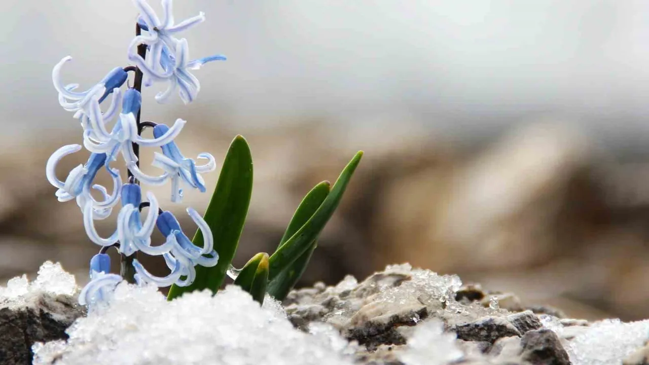 Kar altından çıkan kaya sümbülü Afşin'de görsel şölen sunuyor