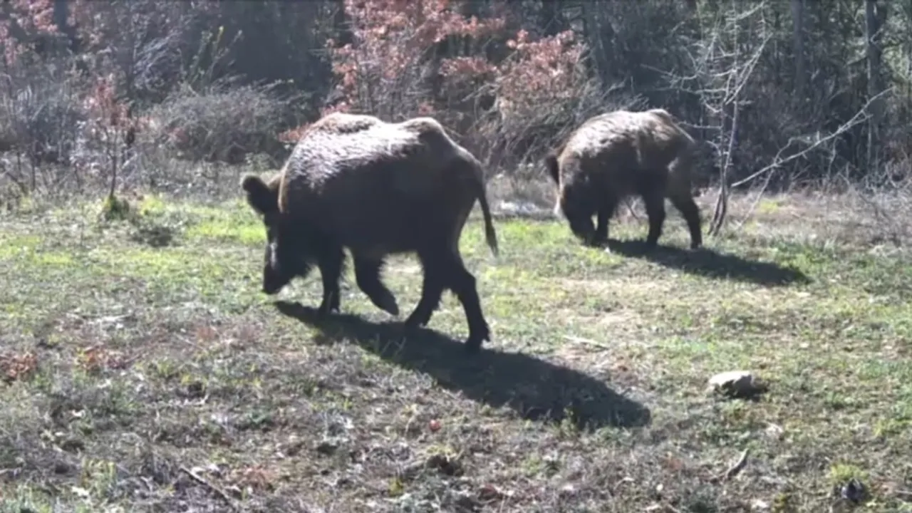 Karabük Ovacık'ta fotokapanla yiyecek arayan yaban hayvanları görüntülendi