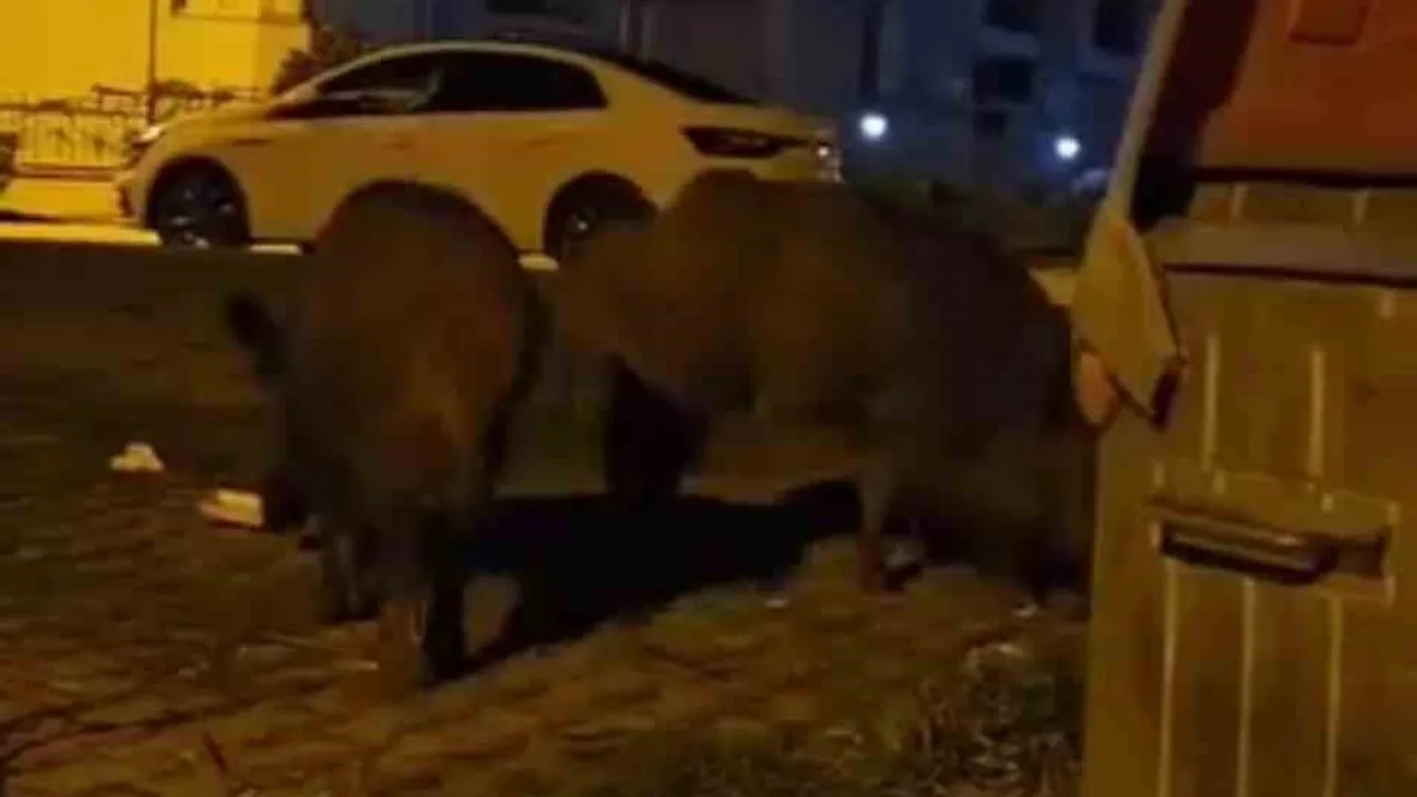 Karabük'te yiyecek arayan yaban hayvanları yerleşimlere indi