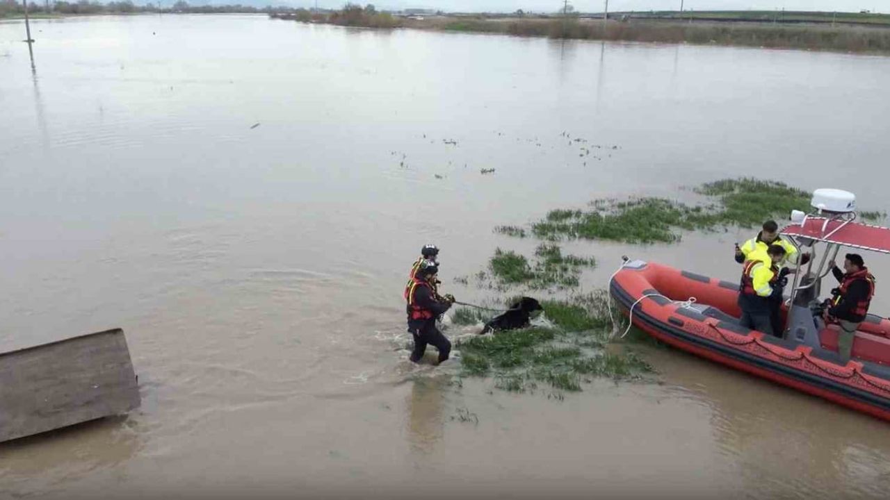 Karacabey'de su taşkınında mahsur kalan iki köpek Bursa Büyükşehir ekiplerince kurtarıldı