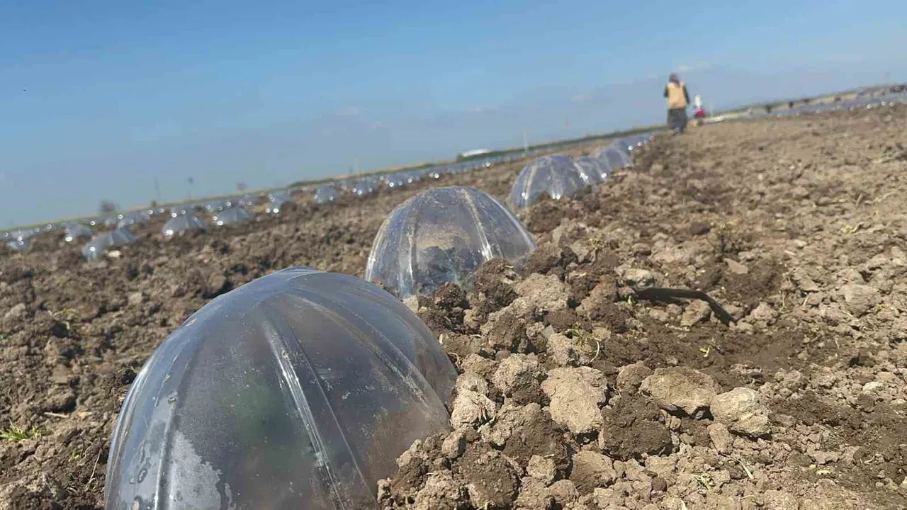 Karacabey Ovası'nda turfanda karpuz ekimi başladı