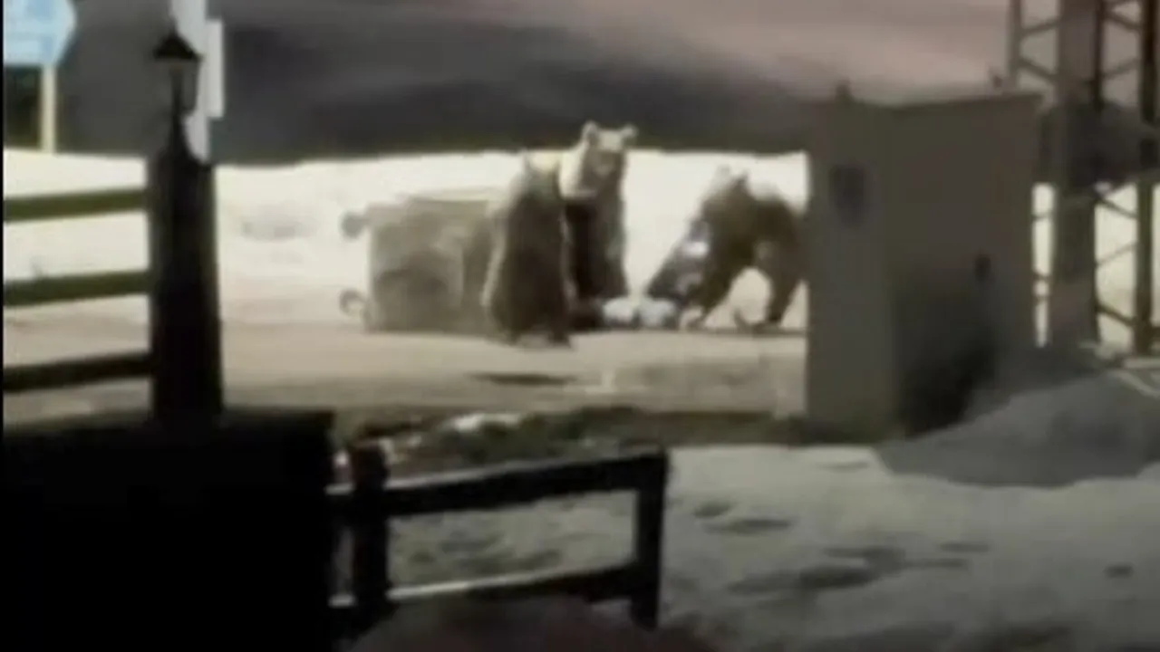 Kars Sarıkamış'ta Anne Ayı ve İki Yavrusu Çöp Konteynerini Karıştırırken Kamerada