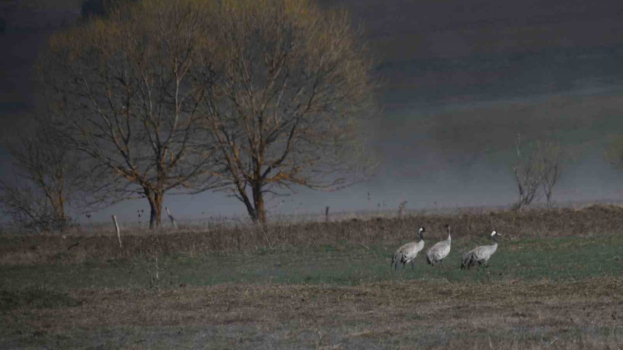 Kastamonu'da Turna Ailesi Göç Yolunda Mola Verdi