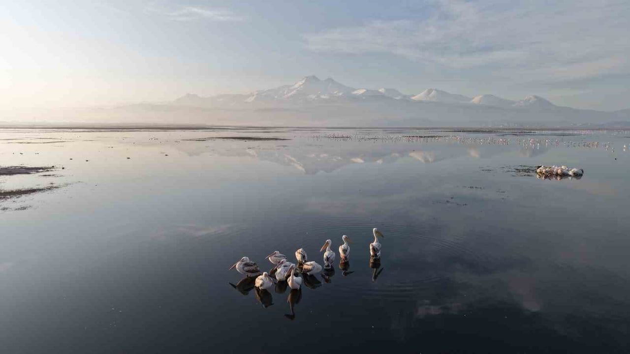 Kayseri'de İlk Tepeli Pelikanlar Dronla Görüntülendi: Hürmetçi Sazlığı'na Bahar Konukları