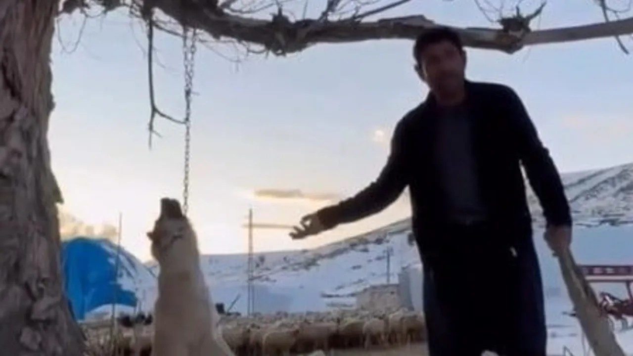 Kayseri'de zincirle ağaca asılan köpeğin ölümü: şüpheli gözaltına alındı