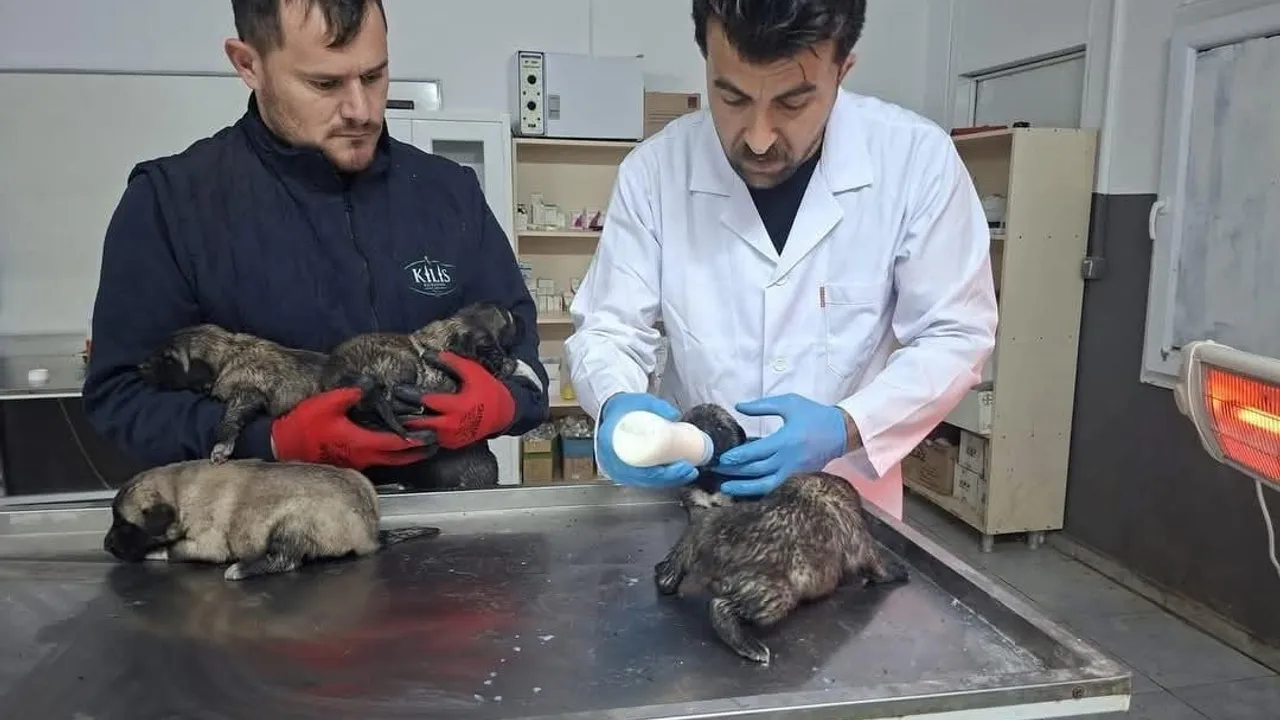 Kilis’te prefabrik yapıda çıkan yangında 6 köpek yavrusu kurtarıldı; can kaybı yok