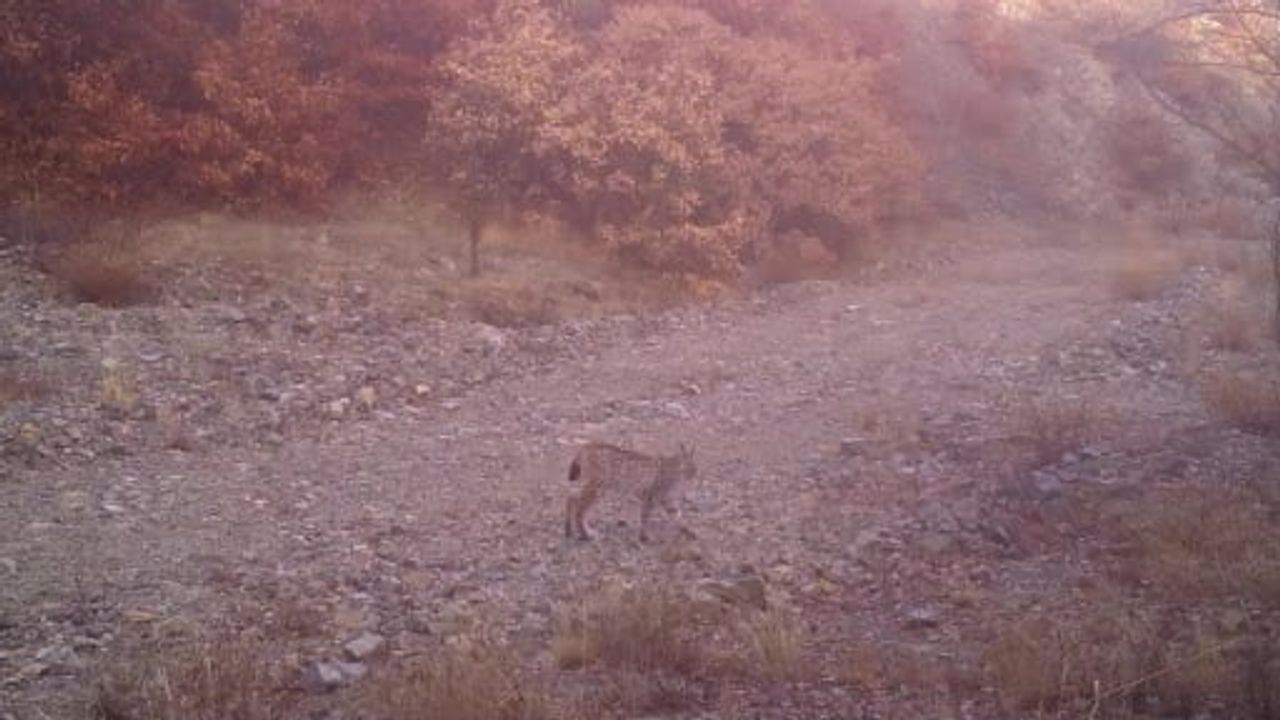 Kırıkkale'de fotokapanlara yansıyan 'ormanın hayaleti' vaşak ve kurt sürüsü