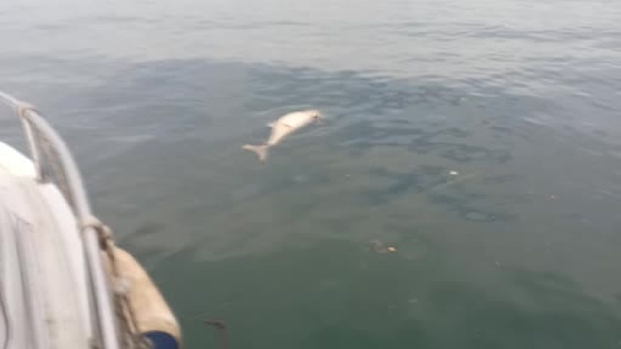 Kocaeli Karamürsel'de kıyıya sürüklenen ölü yunus görüntülendi